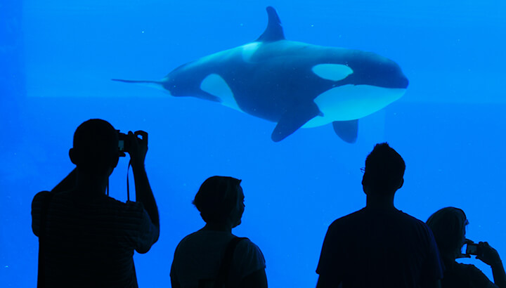 Captive orca whales are on the rise in China
