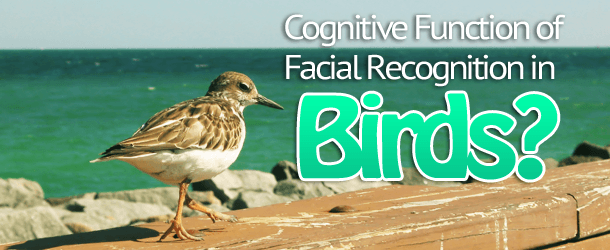 Cognitive Function of Facial Recognition in Birds?