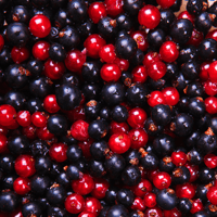 Summer Fruits - Berries