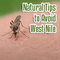 West Nile Virus Danger the Worst Ever: How to Take Natural Precautions