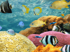 Damaging the Circle of Life: Pesticides and GMOs Impact Our Coral Reefs