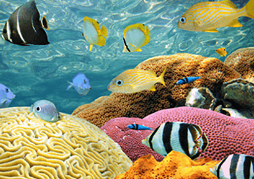 Damaging the Circle of Life: Pesticides and GMOs Impact Our Coral Reefs