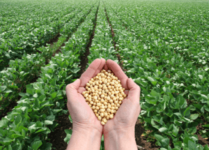 Soy: The "Health Food" That's Killing You
