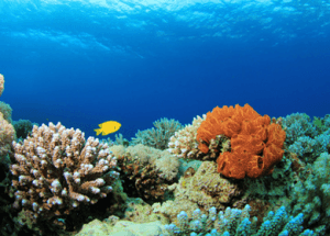 Greenhouse Gas Emissions Causing Coral Bleaching
