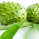 Graviola: The Miracle Anti-Cancer Tree Hidden from Public Sight