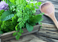 The Healing Powers of Mint