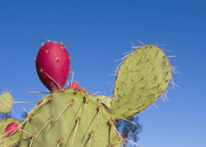 Weird Cactus Fruit Runs Toxins Out of the Body