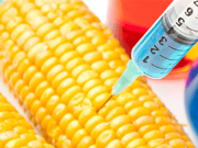GMO Corn Found in Humans Creates a “Living Pesticide Factory”