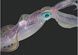 squid