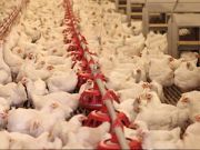 Toxic Arsenic Found in 90% of Chicken Meat
