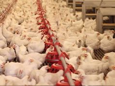 Toxic Arsenic Found in 90% of Chicken Meat