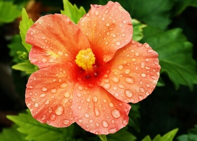 HIbiscus Hibiscus