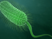 Your Belly Bugs Could Expose Risk of Fat Gain
