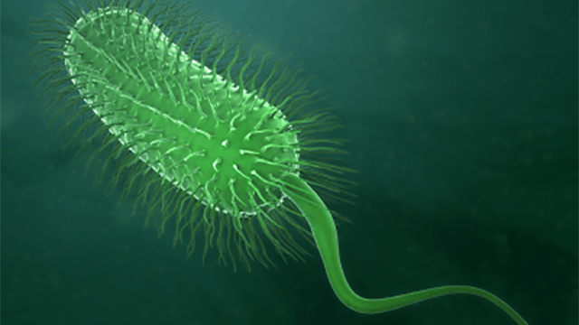 Your Belly Bugs Could Expose Risk of Fat Gain