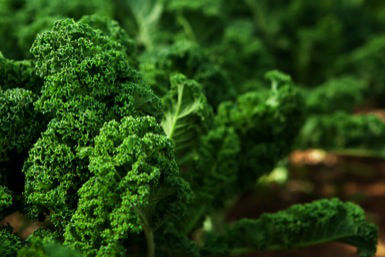 Kale: 5 Great Ways to Use this Super Leafy Green