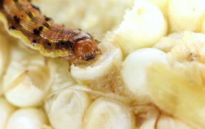 corn worm