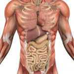 Male Torso with Muscles and Organs