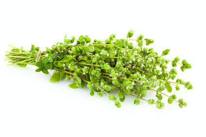 oregano