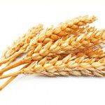wheat isolated