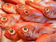 Study – Ocean Acidification Leading to Anxious Fish