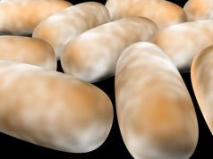 Probiotics Under Investigation as Potential Autism Therapy