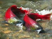 Washington Continues the Anti-GMO Battle with new Frankensalmon on its Way