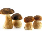 Top 4 Health Benefits of Mushrooms