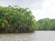 Amazonian Fungus Eats Plastic!