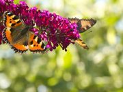 How to Create a Beautiful and Healthy Meditative Garden