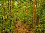Health Benefits of Jatoba – The Amazonian Tree that Does Not Rot