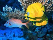 Study: Climate Change to Significantly Reduce Marine Life Over the Next Century