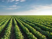 Dow Chemical Seeks Approval for GM “Agent Orange” Soybeans and Corn