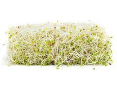 Grow Sprouts Indoors All Year Long