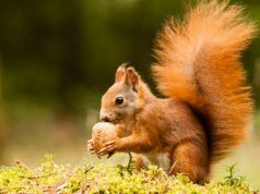 Squirrels Do It, So Can You: Stockpile These 7 Survival Foods