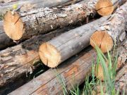 Could Tree Bark Keep You Alive?