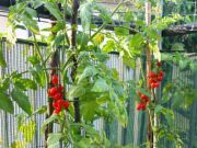 5 Container Garden Organic Crops to Plant