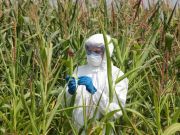 Agent Orange GMOs On the Way