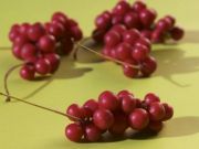 Schizandra Berries: A Potent Medicinal Berry for Detoxification, Cancer Protection and More