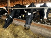 Study Finds Conventional Meat and Dairy as Unhealthy as Cigarettes