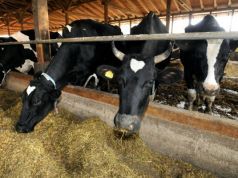 Study Finds Conventional Meat and Dairy as Unhealthy as Cigarettes