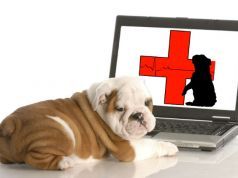 Pet First Aid: Do’s and Don’ts