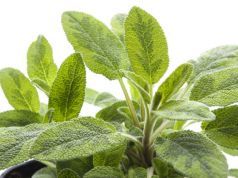 Growing and Using Sage: An Aromatic Mediterranean Herb