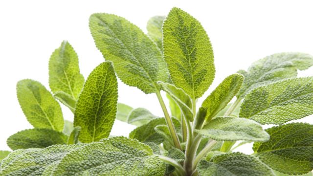 sage