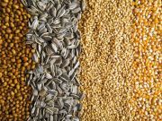 Plant Breeders’ Bill Threatens Farmers in Ghana
