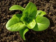 Fresh Spring Greens are On the Way – Make Your Own Mix