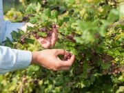 Gooseberry: The Health and Beauty Bush