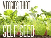 Plant Self Seeding Vegetables in Your Garden