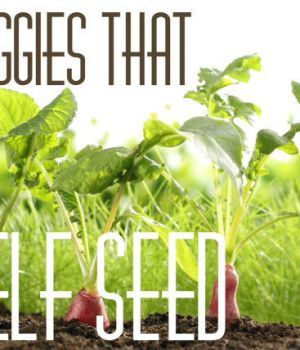 Plant Self Seeding Vegetables in Your Garden