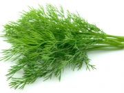 Ease Menstrual Pain with Fennel