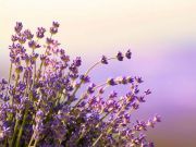 5 Therapeutic Uses for Lavender